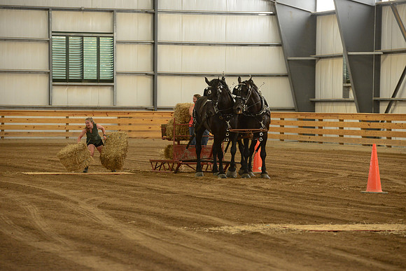 Draft Horse Feed Scurry Race-9