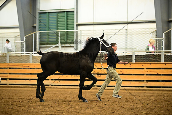 AJB_6308