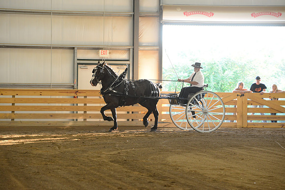 Men’s Cart_percherons-10