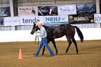 8 Yearling Stallions