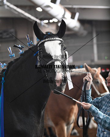 shires_5686
