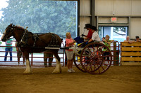 Ladies Cart_Clydesdales-7