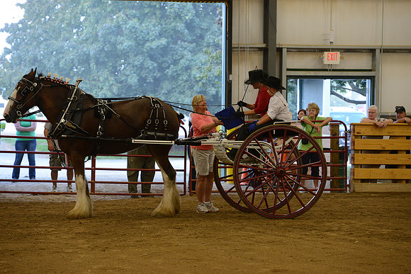 Ladies Cart_Clydesdales-7