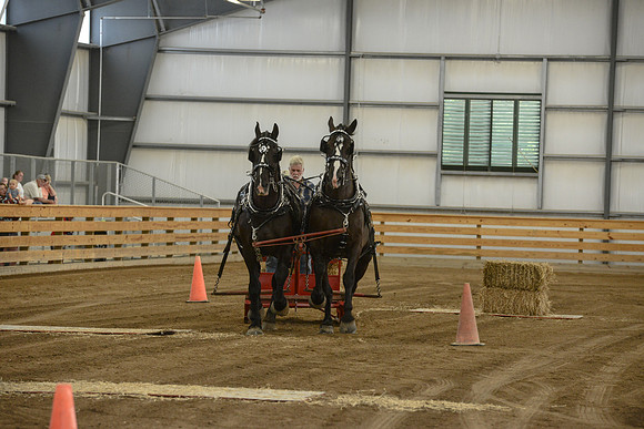 Draft Horse Feed Scurry Race-17