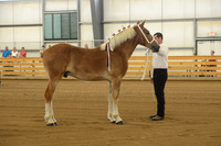 Halter-1