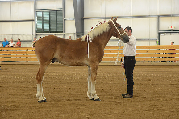 Halter-1