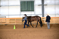 12. Amateur Two Year Old Mares