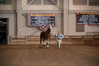 Belgian Halter