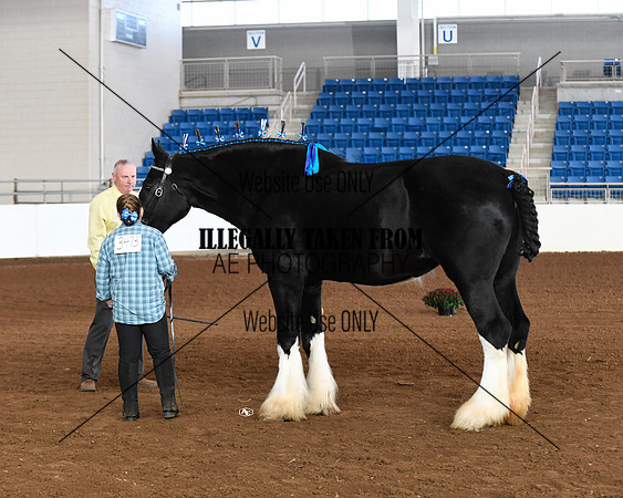 shires_5681