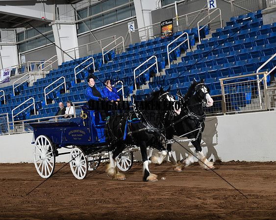 Shires_5267