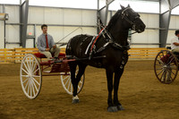 Men’s Cart_percherons-17