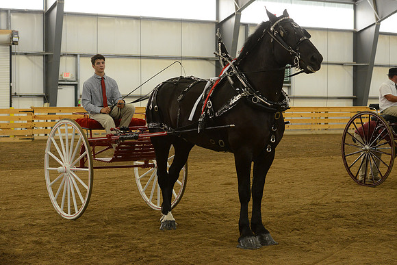 Men’s Cart_percherons-17