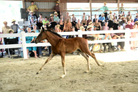 AJB_0584