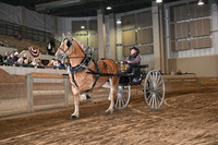 Registered Belgian Mare Cart