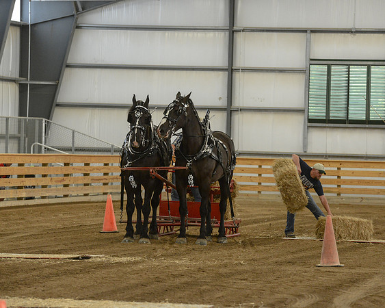 Draft Horse Feed Scurry Race-16