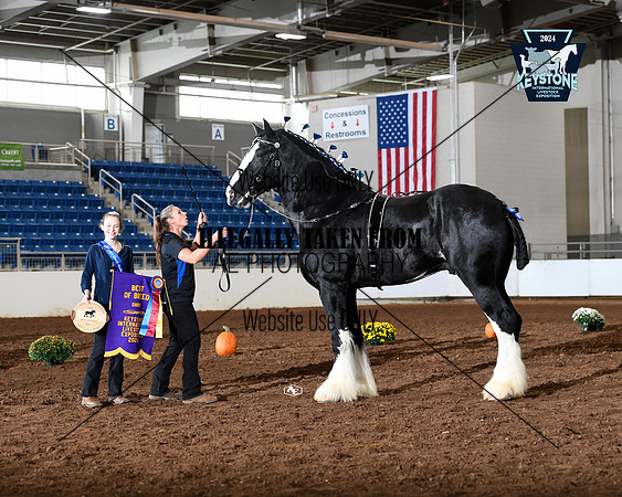 Best of Breed - Shire