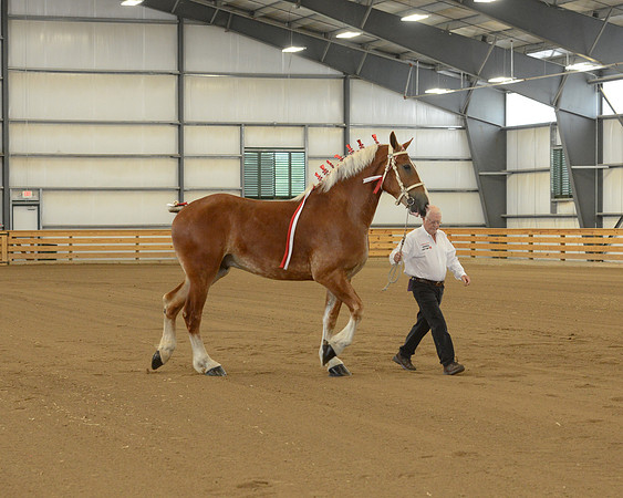 Halter-6