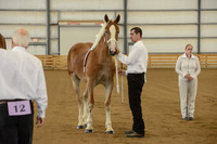 Halter-7