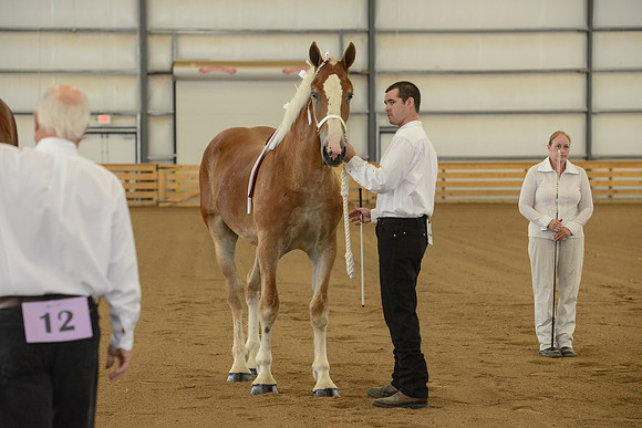 Halter-7