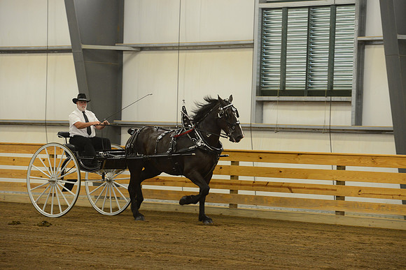 Men’s Cart_percherons-13