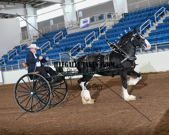 Shires_3559
