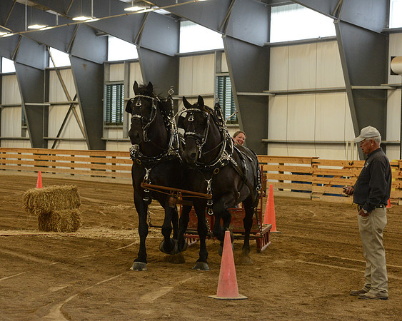 Draft Horse Feed Scurry Race-13