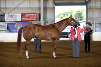 31. Three Year Old Geldings