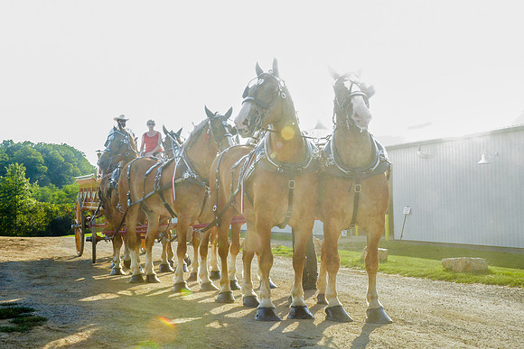 Six Horse Hitch-1