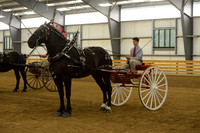 Men’s Cart_percherons-20