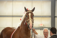 Halter-3