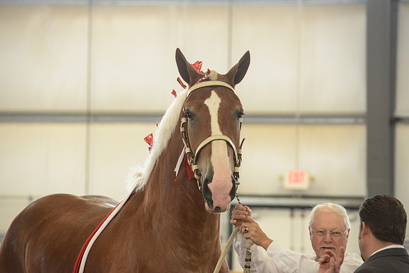 Halter-3