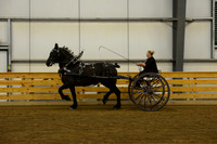 Ladies Cart_Percheron-6