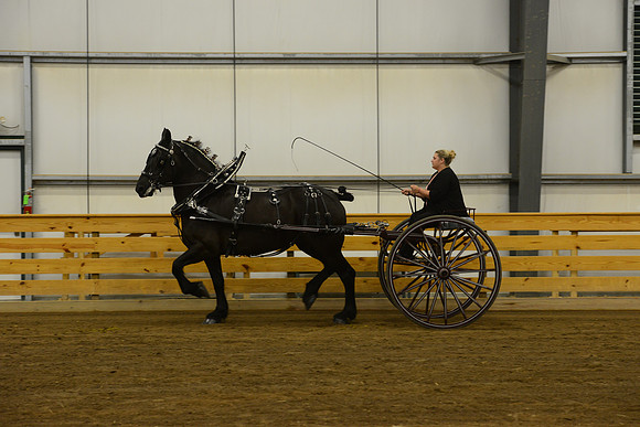 Ladies Cart_Percheron-6