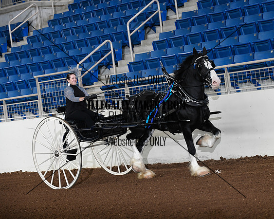 shires_5836