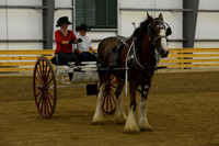 Ladies Cart-Clydesdales