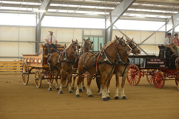 Four Horse Hitch-15