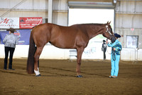 46. Youth Aged Mares