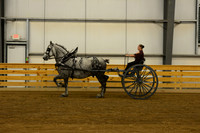 Ladies Cart_Percheron-2
