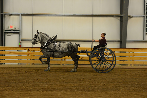 Ladies Cart_Percheron-2
