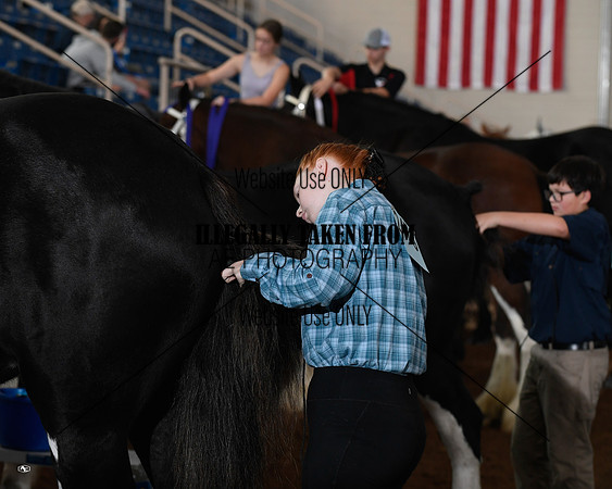 Shires_5297