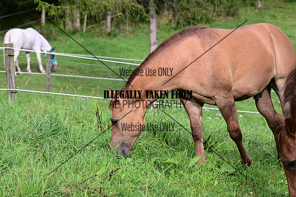 AJB_3878