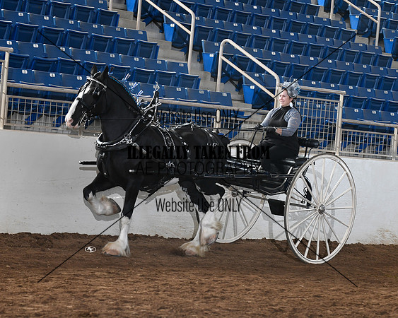 shires_5789