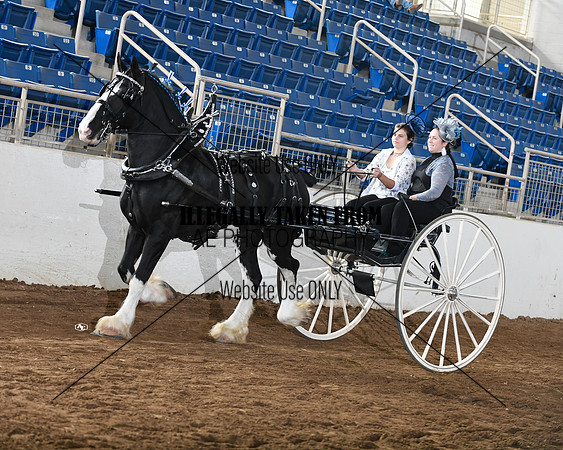 shires_6069