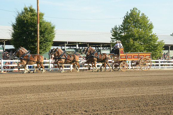 Six Horse Hitch-6