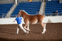 Belgian Halter-photos