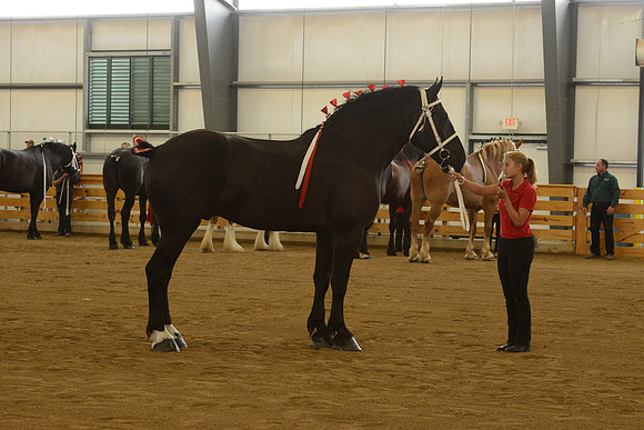 Jr. Youth Showmanship-23