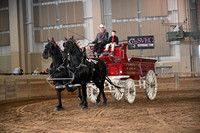 Percheron Gelding Team