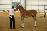 Halter-8