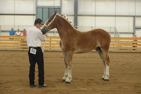 Halter-8