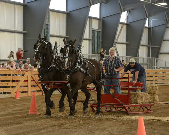Draft Horse Feed Scurry Race-18